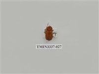 藏品(深山黃金龜)的圖片